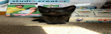 Mixed Breed Kitten 1