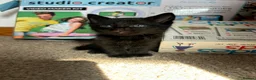 Mixed Breed cats for sale: Mixed Bengals  - Advert 1