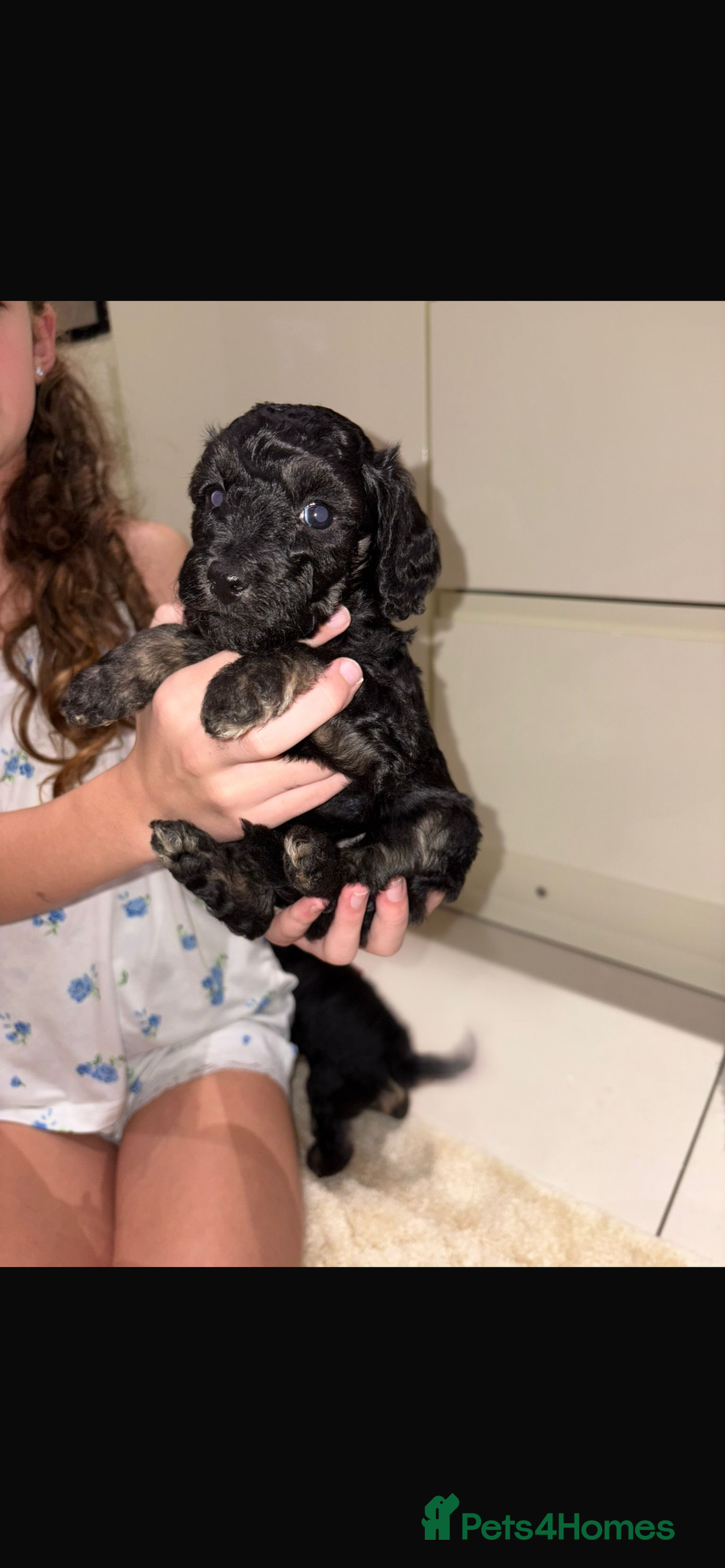 Miniature Poodle dogs for sale: Miniature Merle poodle puppies 🌈🐶❤️ - Advert 21