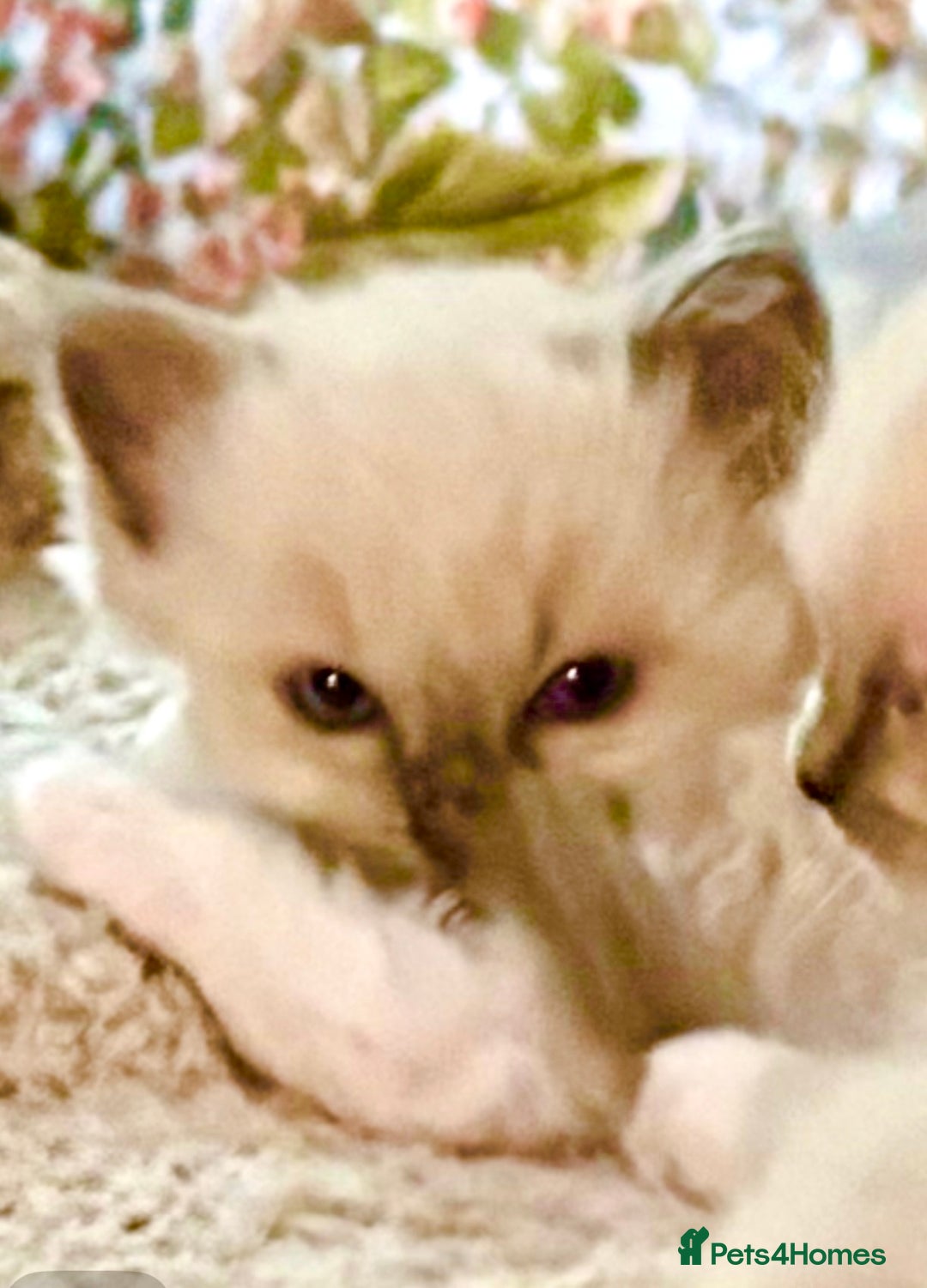 Ragdoll cats for sale: RAGDOLL KITTENS PURE BRED - Advert 8