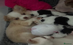 Chihuahua dogs for sale: Exquisite KC Apple Chihuahua Puppies - 1 left  - Image 21
