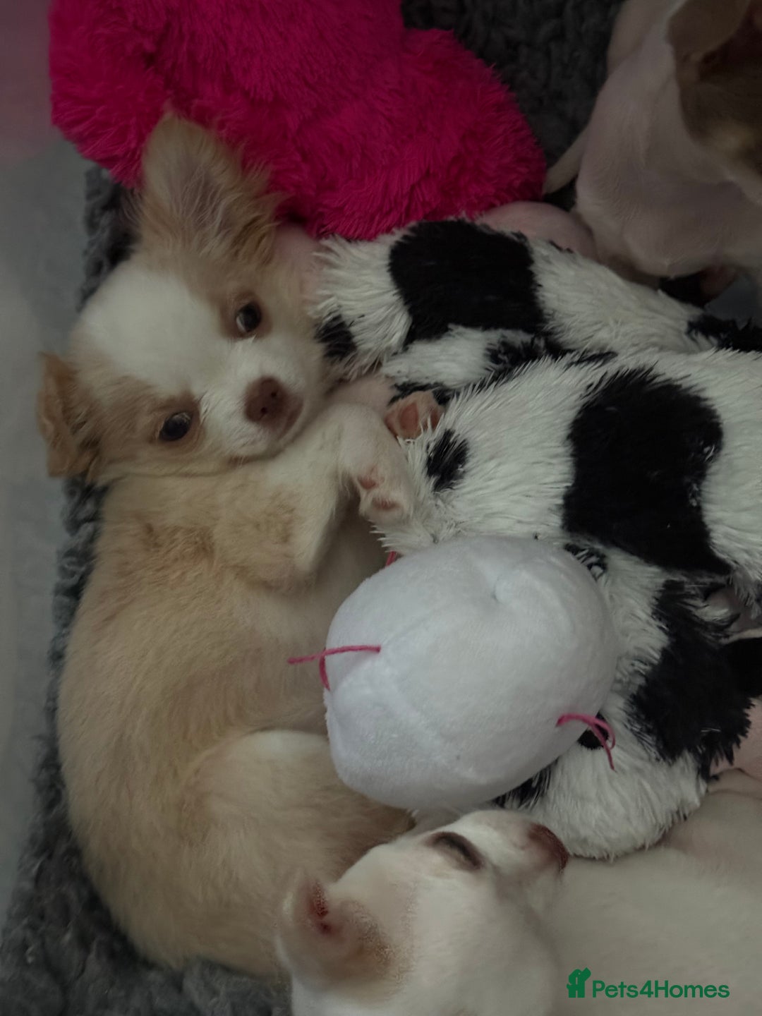 Chihuahua dogs for sale: Exquisite KC Apple Chihuahua Puppies - 1 left  - Image 21