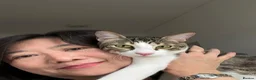 Arabian Mau cats for sale: Arabian Mau for adoption - Advert 7
