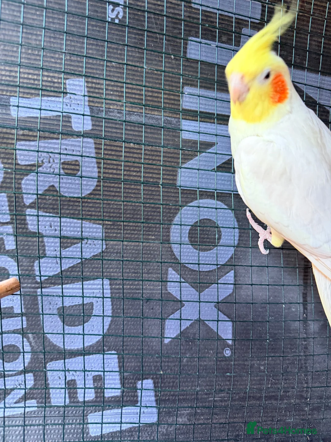 Cockatiels birds for sale: 2 lutino Cockatiels for Sale – Friendly Pair - Advert 2
