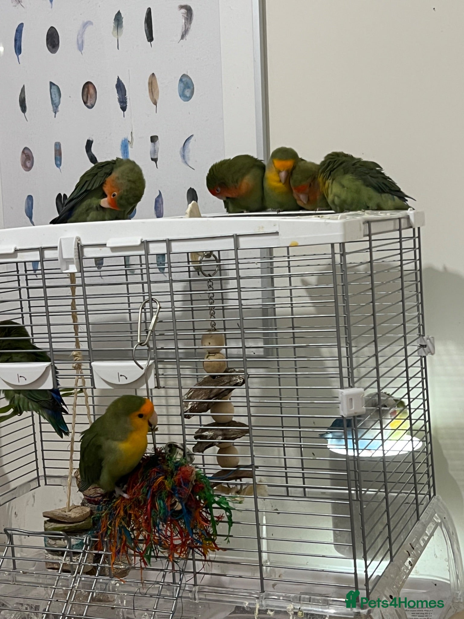 Lovebirds birds Bonded pairs of lovebirds for sale  - Advert 2