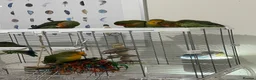 Lovebirds birds for sale: Bonded pairs of lovebirds for sale  in Northwich - Advert 2