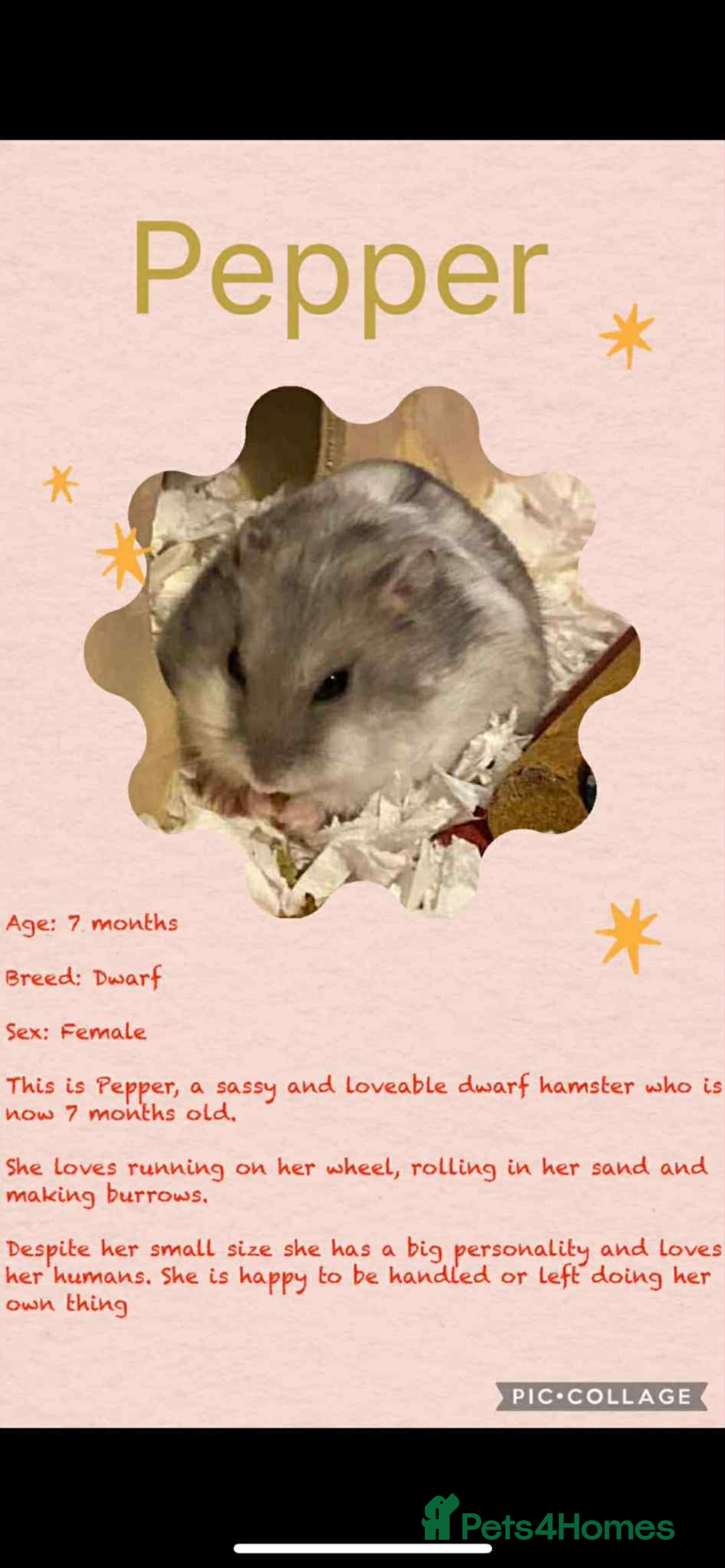 Hamster rodents for sale: Hamsters  - Image 19