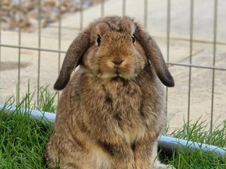 Mini Lion Lop rabbits Male mini lop Aguti - Advert 14