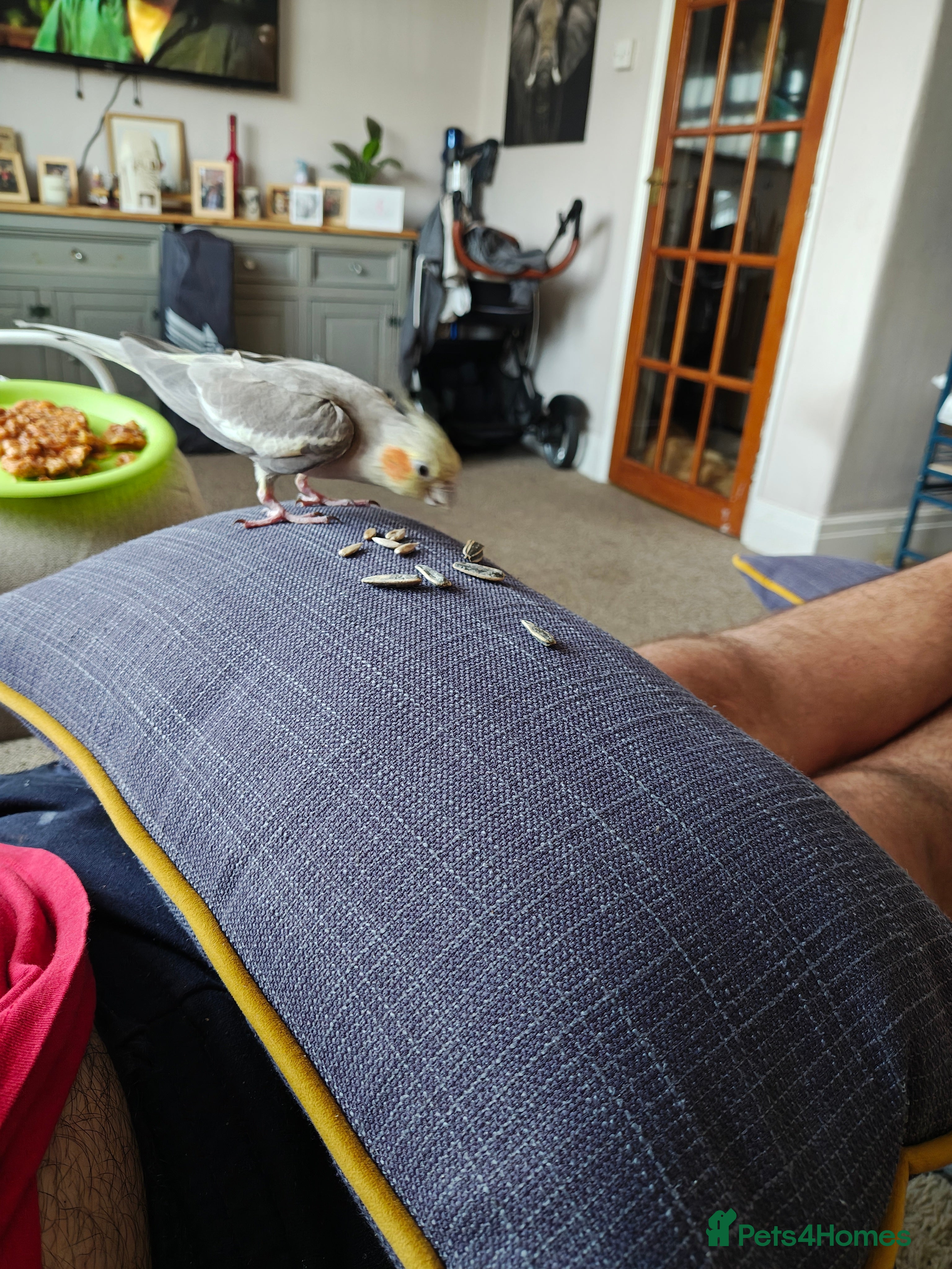 Cockatiels birds Lovely male cockatiel parrot - Advert 4