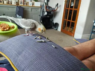 Cockatiels birds Lovely male cockatiel parrot - Advert 4