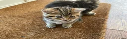 Mixed Breed cats for sale: Main Coon Mixed Kittens - Advert 4