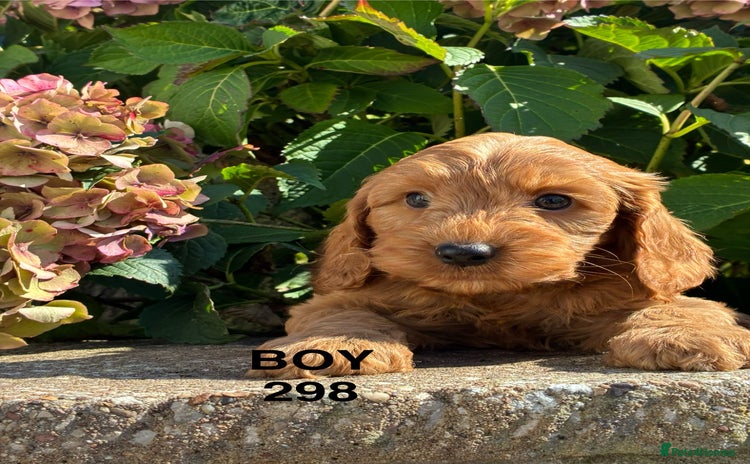 Cockapoo dogs - Advert 3