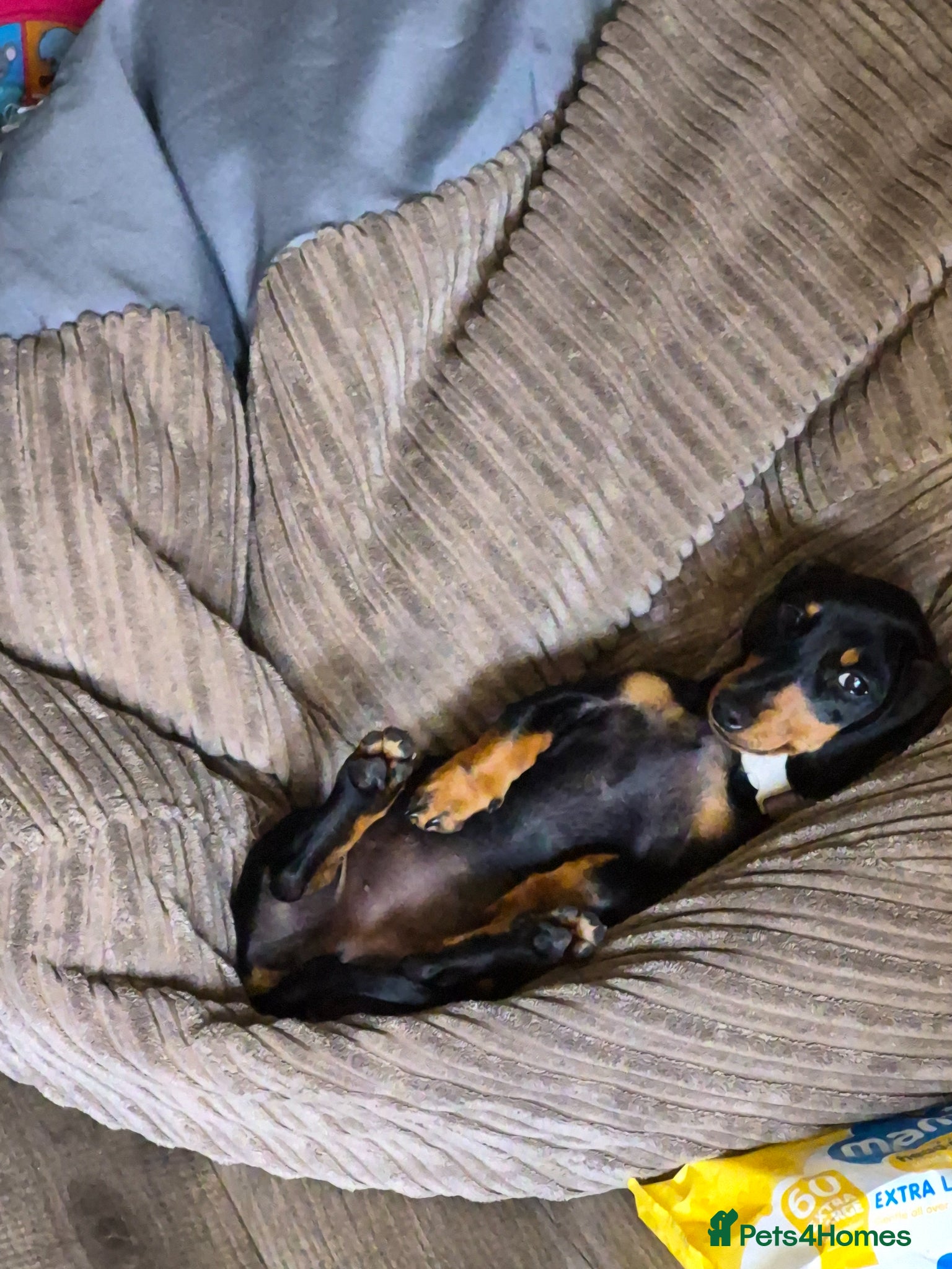 Miniature Dachshund dogs for sale: Beautiful girl for sale minature dachshund  - Advert 1