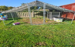 Dwarf Lop rabbits for sale: 2 female rabbits  - Advert 6