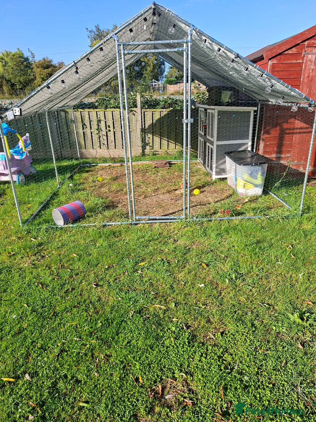 Dwarf Lop rabbits for sale: 2 female rabbits  - Advert 6