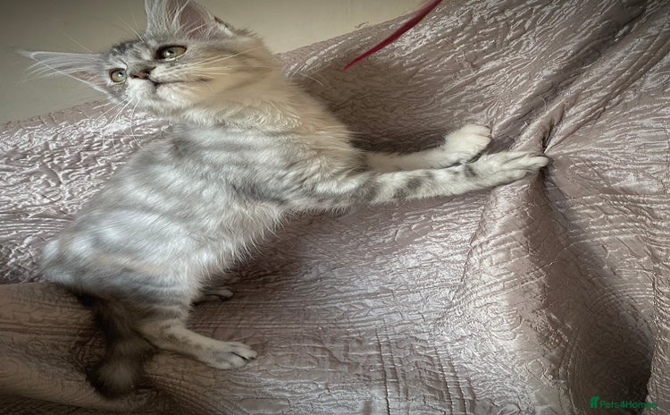 Maine Coon cats - Advert 2
