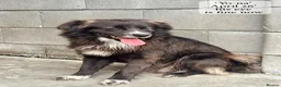 Mixed Breed dogs for adoption: Yo-Na, 2 yrs approx. Available for adoption. in Brixham - Advert 7