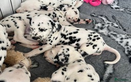 Dalmatian dogs for sale:  Just 2 full hearing puppies by champion parents  - Image 24