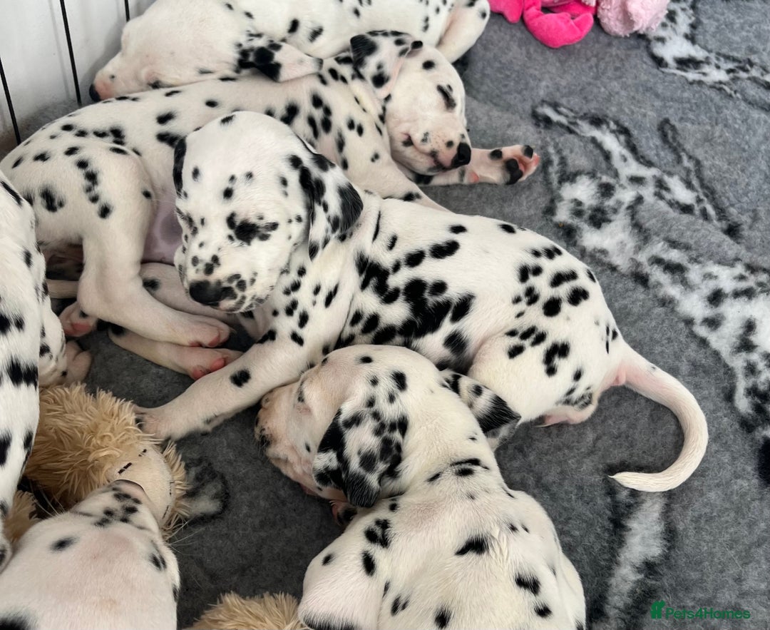 Dalmatian dogs for sale:  Just 2 full hearing puppies by champion parents  - Image 24