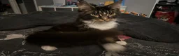 Maine Coon cats for sale: Xl mainecoon kittens full breed non reg  - Advert 7