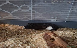 Guinea Pig rodents for sale: Two Beautiful Sows  - Image 4