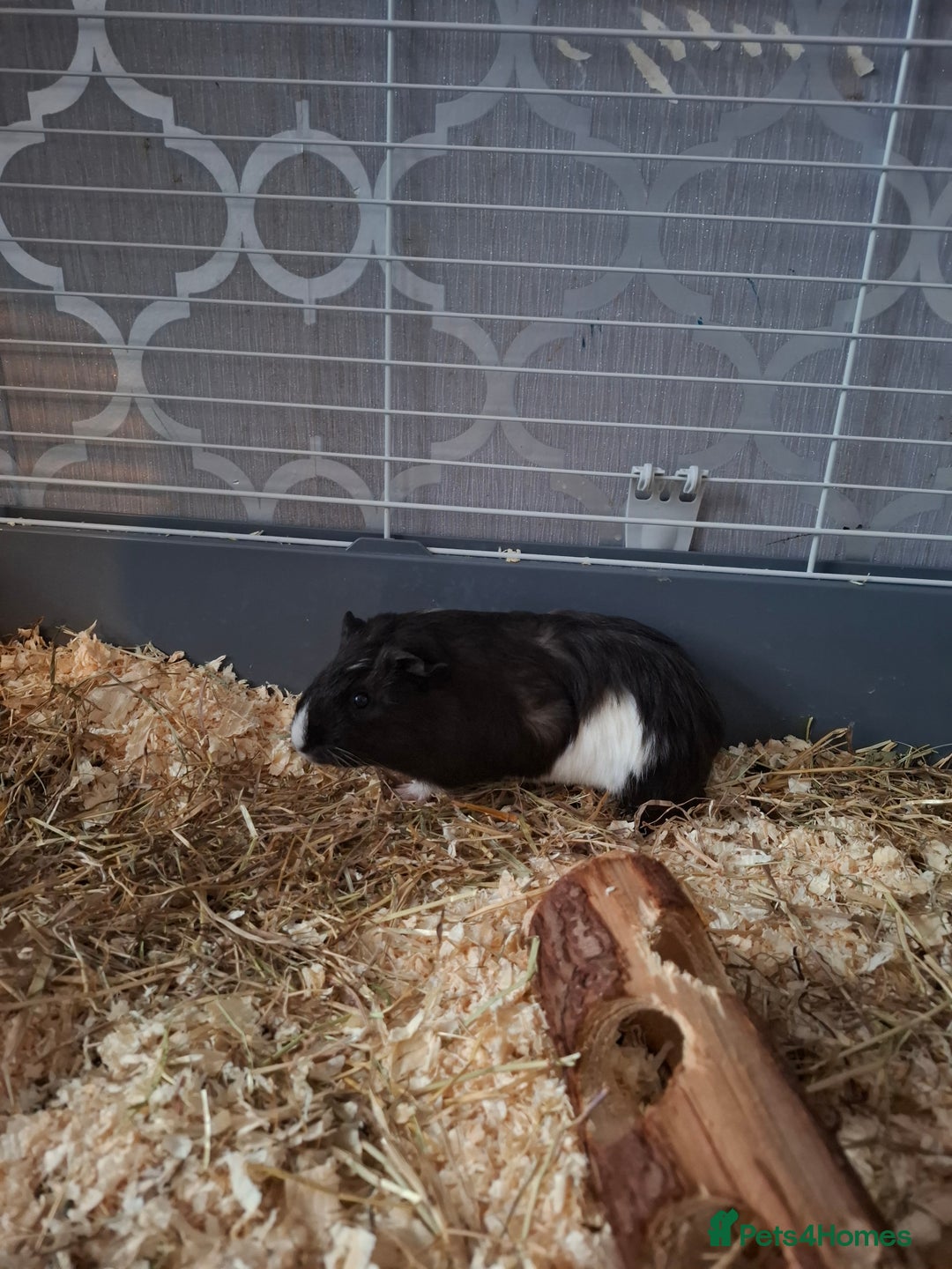 Guinea Pig rodents for sale: Two Beautiful Sows  - Image 4