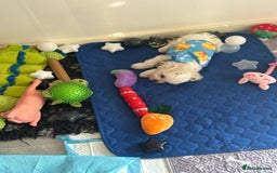Maltese dogs for sale: Kc Maltese boys 💙💙 - Image 4