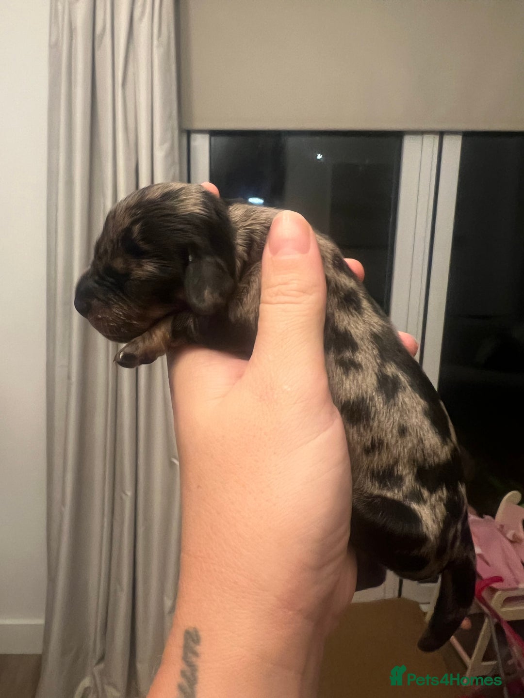 Miniature Dachshund dogs for sale: Just born, miniature dachshunds, boys & girls - Advert 3