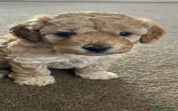 Cockapoo dogs for sale: 4 f2 cockapoos 2 males 1 female  - Image 13