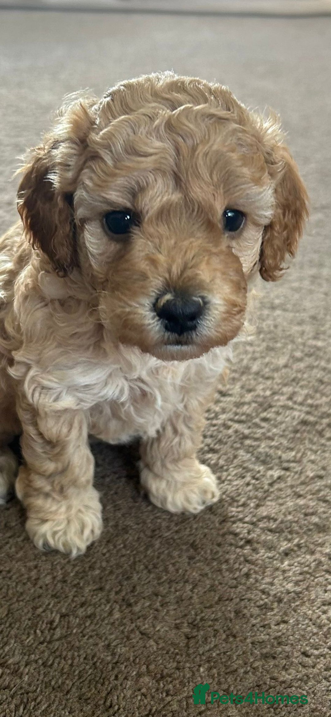 Cockapoo dogs for sale: 4 f2 cockapoos 2 males 1 female  - Image 13