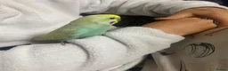 Budgerigars birds for sale: Young budgies for sale - Advert 6