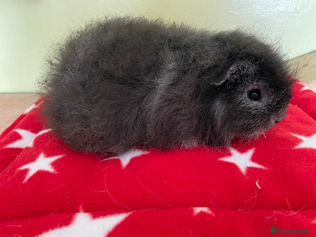 Guinea Pig rodents for sale: Swiss boys - Advert 2