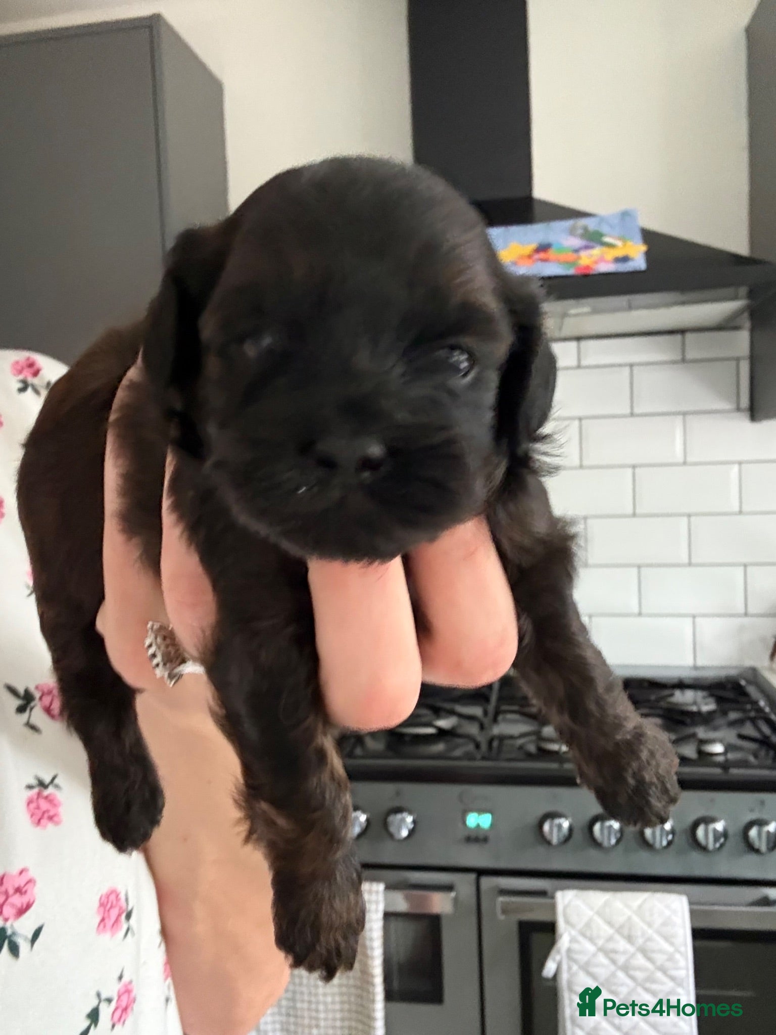 Shihpoo dogs Adorable F1B Shihpoo puppies ready 9/8/26 🧸🤎🐾 - Advert 3
