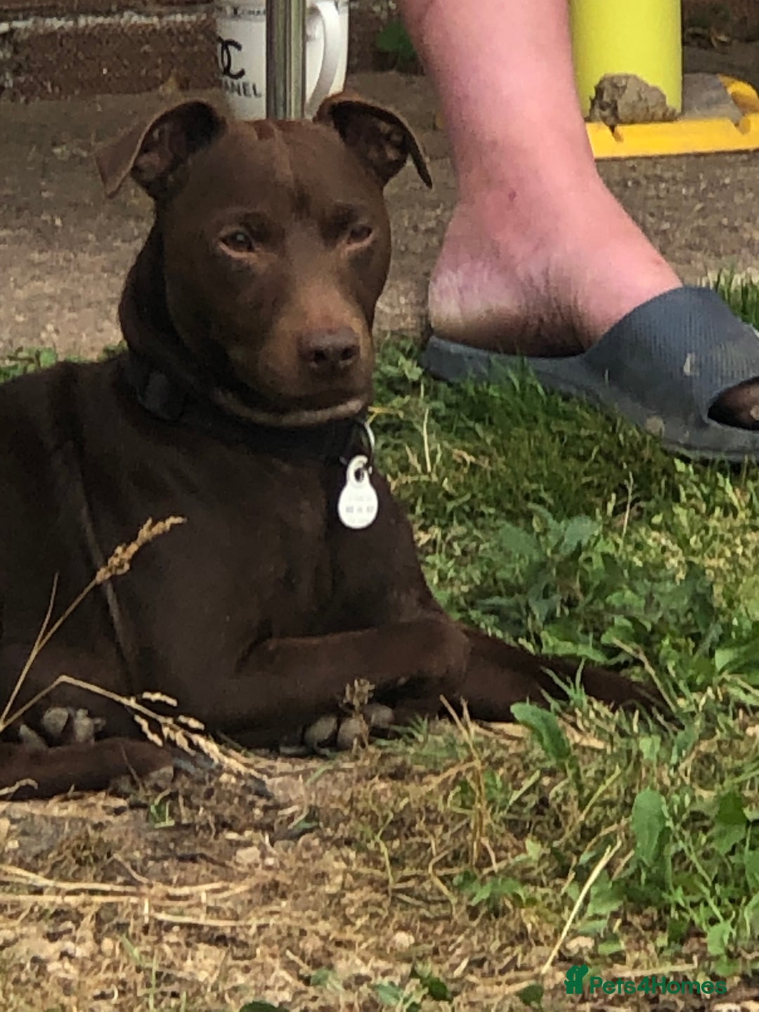 Patterjack dogs for sale: Both mum and dad are family pets - Image 3