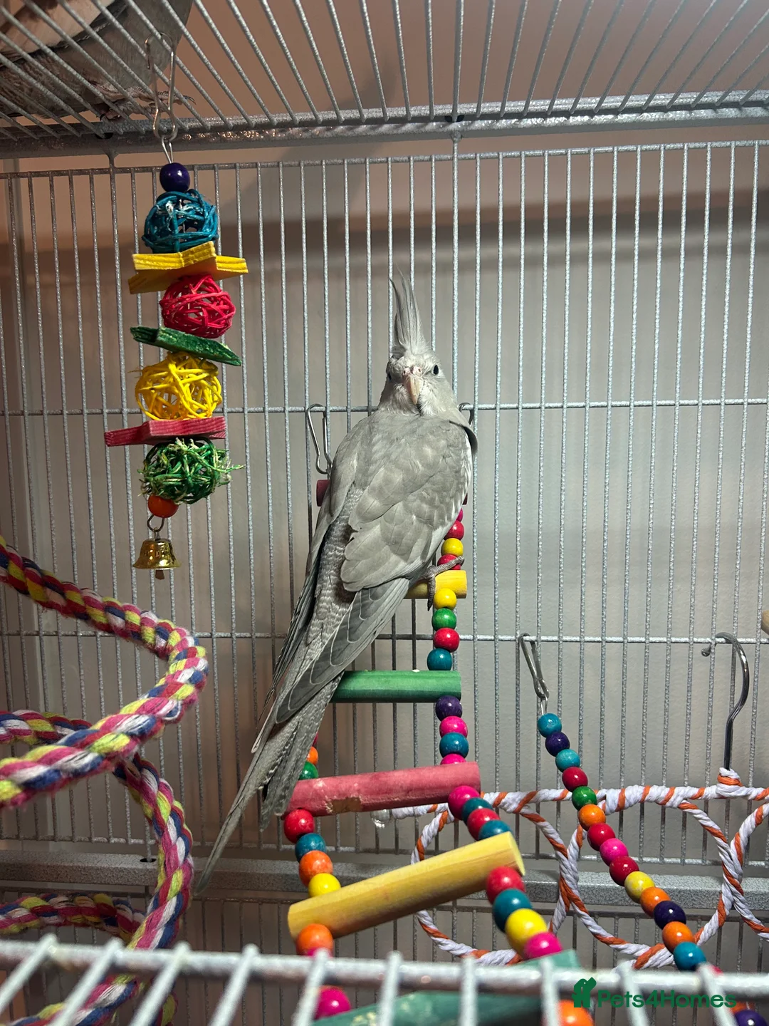 Cockatiels birds for sale: 2 Male cockatiels  - Advert 2