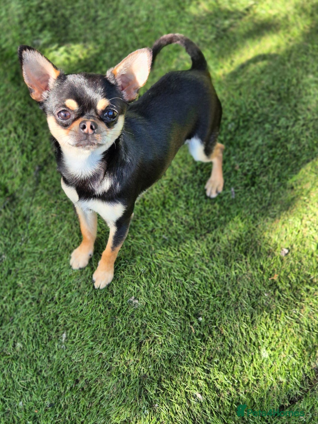 Chihuahua dogs for sale: Male Chihuahua  - Image 4
