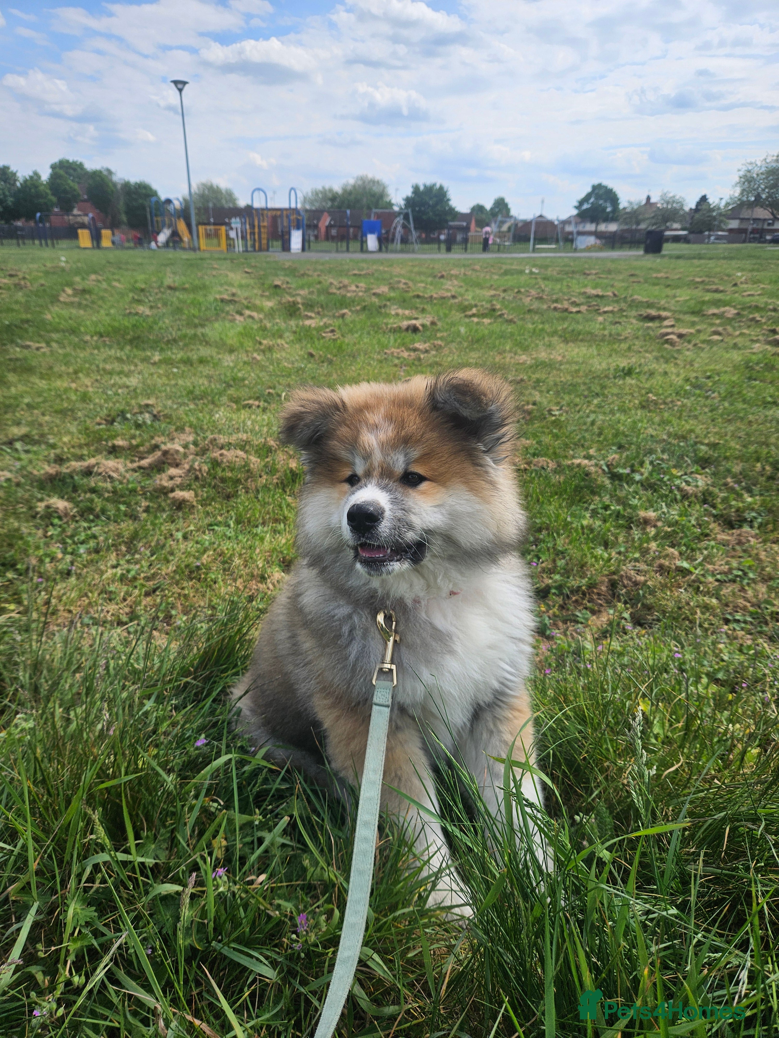 Japanese Akita Inu dogs for sale: RKC Registered Long-Coat Female - Advert 29