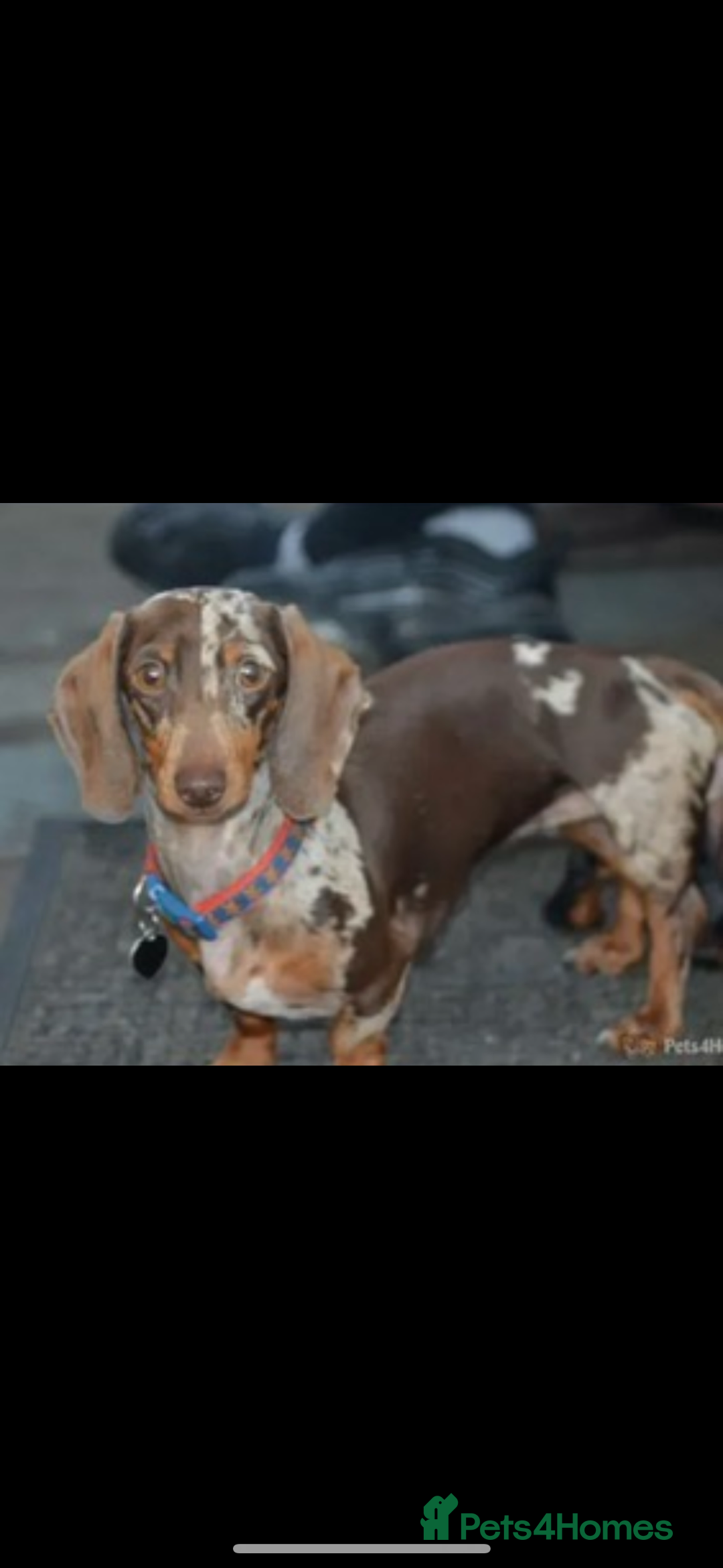 Miniature Dachshund dogs for sale: Quality health tested mini smooth dachshund pups  - Advert 22