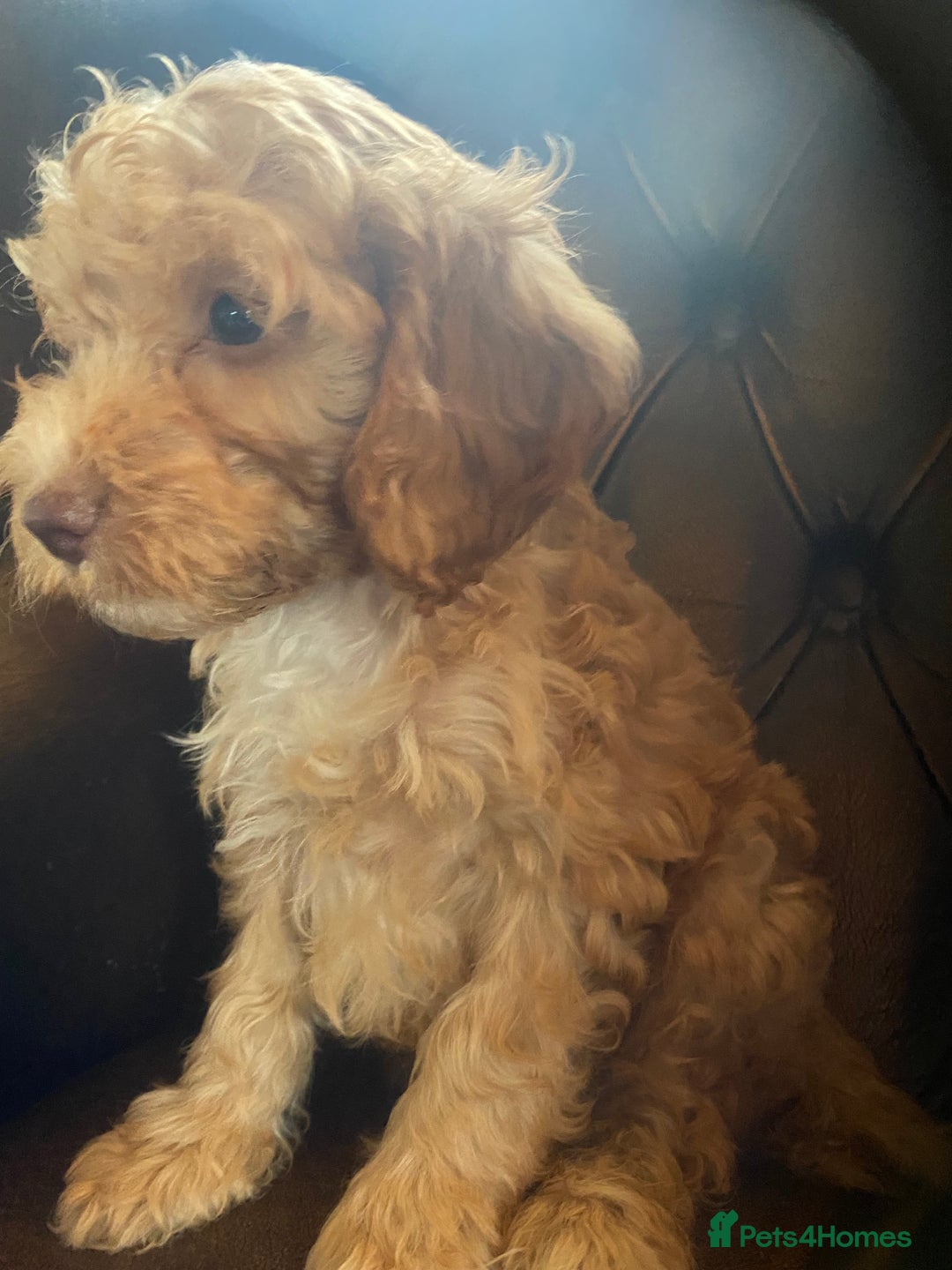 Cockapoo dogs for sale: Cockapoos  - Image 24