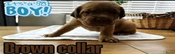 Dogue De Bordeaux dogs for sale: Beautiful KC Registered Dogue de Bordeaux Puppies - Advert 17