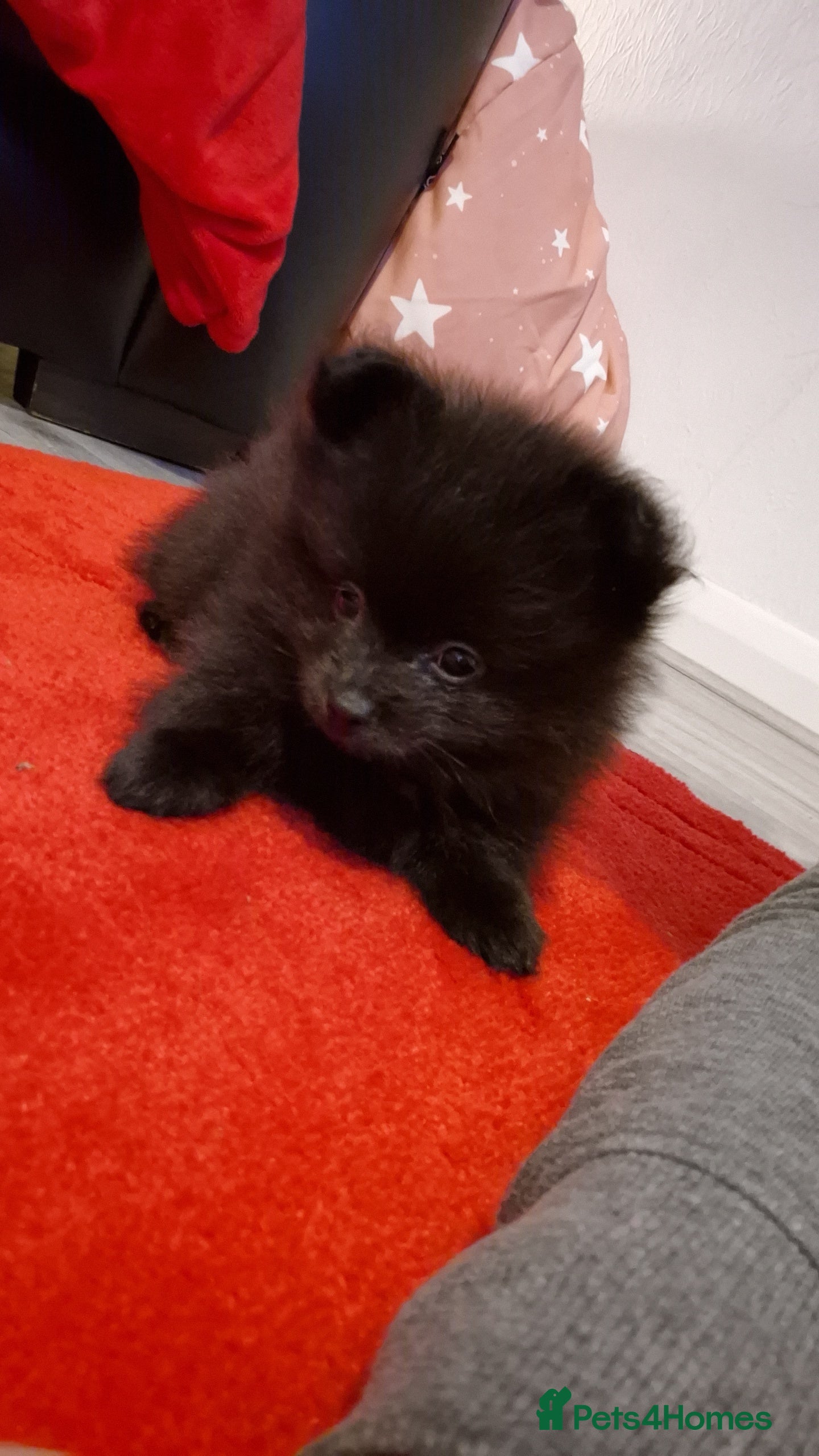 Pomeranian dogs POMERANIAN PUPPIES. ABSOLUTELY BEAUTIFUL! - Advert 10