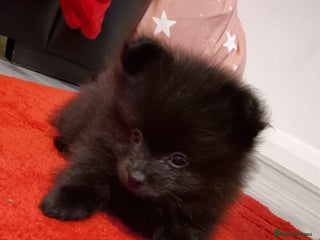 Pomeranian dogs POMERANIAN PUPPIES FOR SALE. BEAUTIFUL! - Advert 6