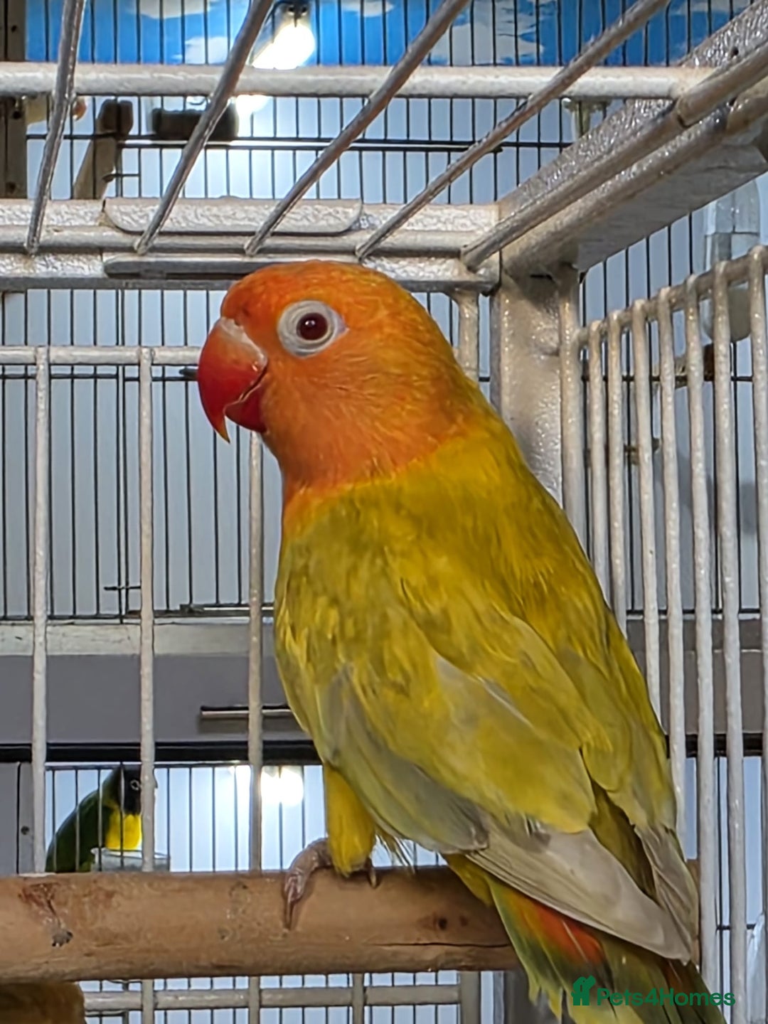 Lovebirds birds for sale: Lovebirds from newly hatched to Breeder Pairs - Advert 4