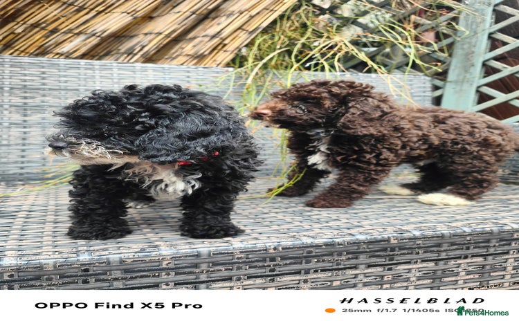 Cockapoo dogs - Advert 9
