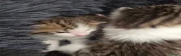 Mixed Breed cats for sale: 4 kittens  - Advert 6