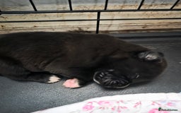Mixed Breed dogs for sale: Corso x puppies  - Image 4