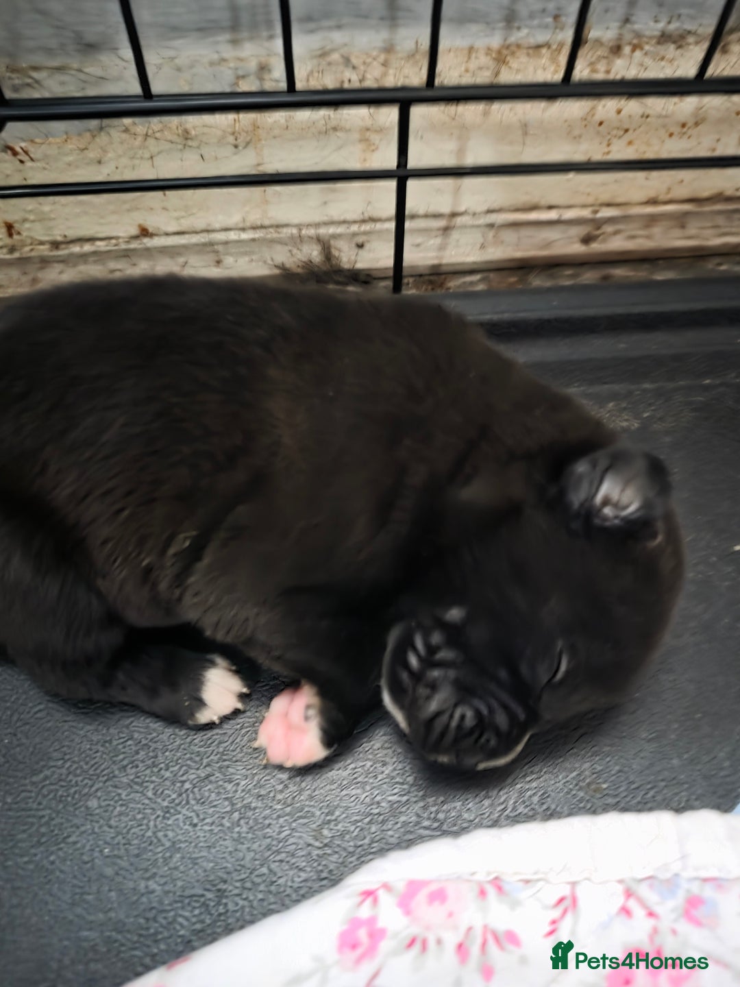 Mixed Breed dogs for sale: Corso x puppies  - Image 4
