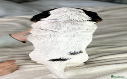 Cocker Spaniel dogs for sale: Show Cocker Spaniel Puppy - Advert 11