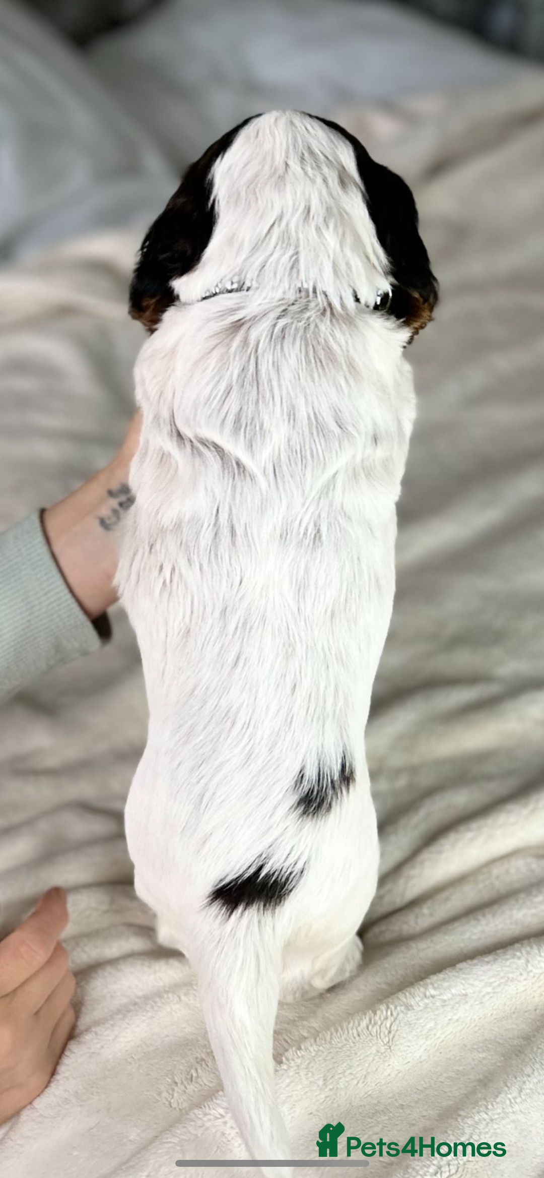 Cocker Spaniel dogs for sale: Show Cocker Spaniel Puppy - Advert 11