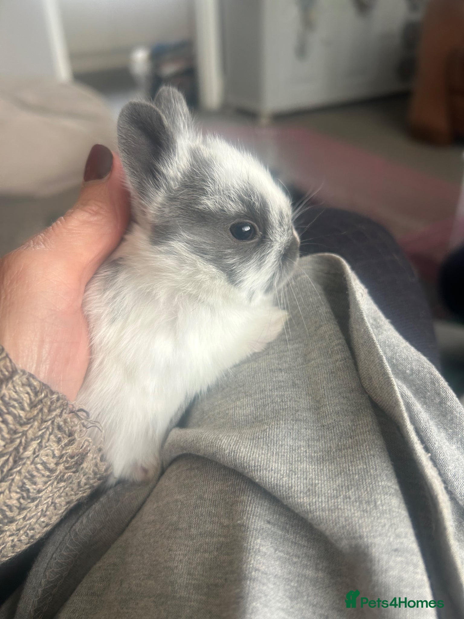 Mini Lop rabbits Stunning pure mini lop & Netherland Dwarf X ML   - Advert 18